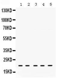 Anti-RAP1A Antibody Picoband® Boster Bio