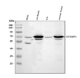 Anti-Munc18-1/STXBP1 Antibody Picoband® Boster Bio