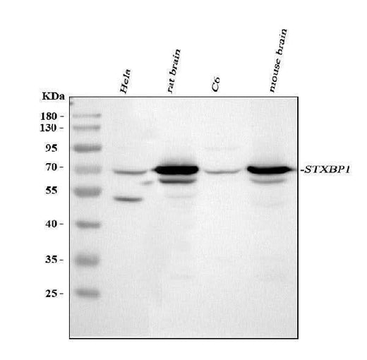 Anti-Munc18-1/STXBP1 Antibody Picoband® Boster Bio