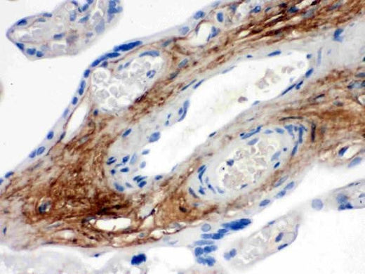 Anti-TNXB Antibody Picoband® Boster Bio