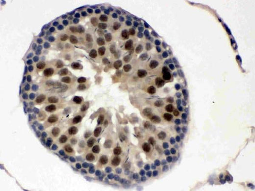 Anti-UBE1C/UBA3 Antibody Picoband® Boster Bio