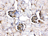 Anti-Apolipoprotein A I/APOA1 Antibody Picoband® Boster Bio