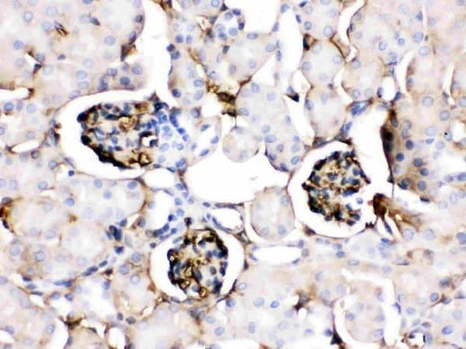 Anti-Apolipoprotein A I/APOA1 Antibody Picoband® Boster Bio