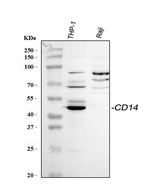 Anti-CD14 Antibody Picoband® Boster Bio