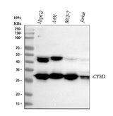 Anti-Cathepsin D/CTSD Antibody Picoband® Boster Bio
