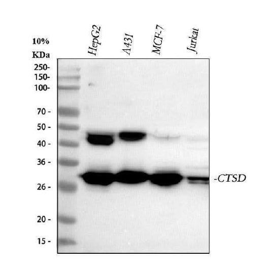 Anti-Cathepsin D/CTSD Antibody Picoband® Boster Bio