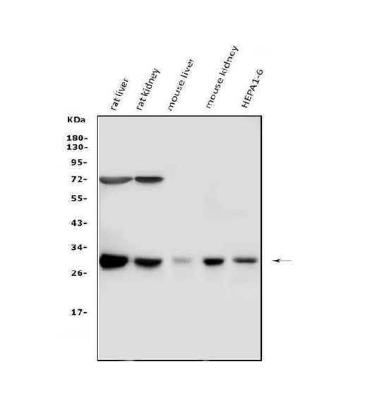 Anti-Cathepsin G/CTSG Antibody Picoband® Boster Bio