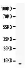 Anti-CXCL2 Antibody Picoband® Boster Bio