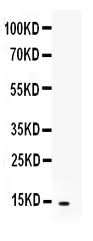 Anti-CXCL5 Antibody Picoband® Boster Bio