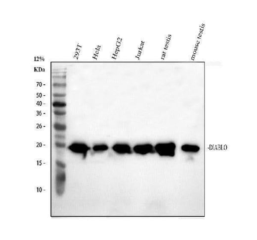 Anti-Smac/Diablo Antibody Picoband® Boster Bio