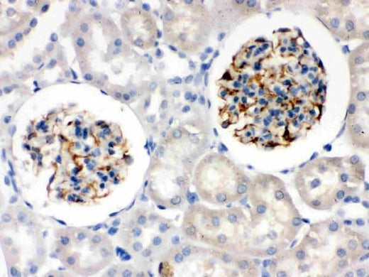 Anti-Nestin Antibody Picoband® Boster Bio
