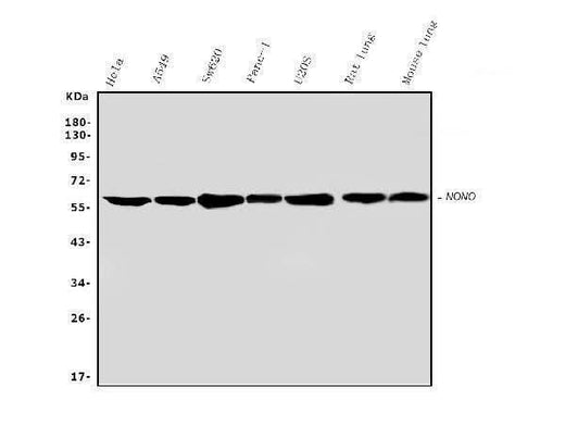 Anti-nmt55/p54nrb/NONO Antibody Picoband® Boster Bio