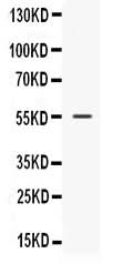 Anti-Nucleobindin 2/NUCB2 Antibody Picoband® Boster Bio