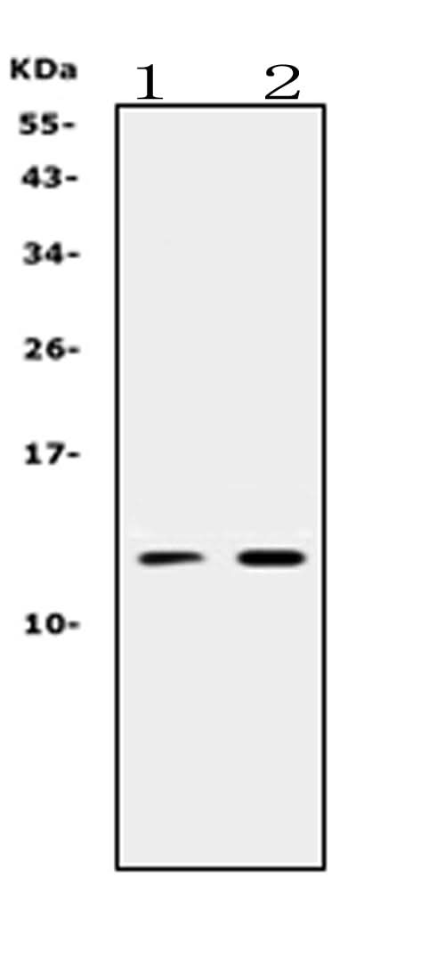 Anti-Prokineticin 1/PROK1 Antibody Picoband® Boster Bio