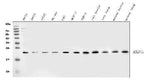 Anti-RAB7/RAB7A Antibody Picoband® Boster Bio