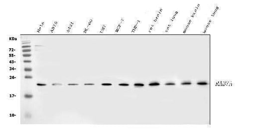Anti-RAB7/RAB7A Antibody Picoband® Boster Bio