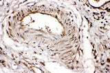 Anti-Ribonuclease Inhibitor/RNH1 Antibody Picoband® Boster Bio
