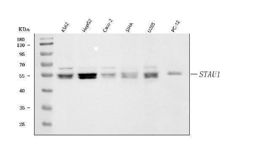 Anti-Staufen/STAU1 Antibody Picoband® Boster Bio