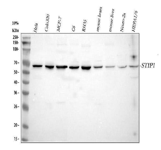 Anti-STIP1 Antibody Picoband® Boster Bio