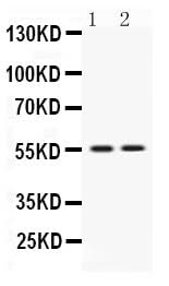 Anti-VRK1 Antibody Picoband® Boster Bio