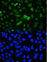Anti-YY1 Antibody Picoband® Boster Bio