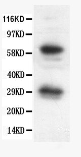Anti-Bcl-X/BCL2L1 Antibody Picoband® Boster Bio