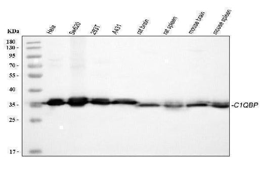 Anti-GC1q R/C1QBP Antibody Picoband® Boster Bio