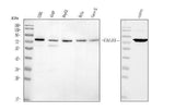 Anti-Caldesmon/CALD1 Antibody Picoband® Boster Bio