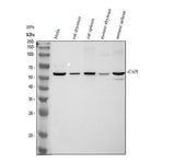 Anti-CAP1 Antibody Picoband® Boster Bio
