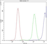 Anti-CCT3 Antibody Picoband® Boster Bio