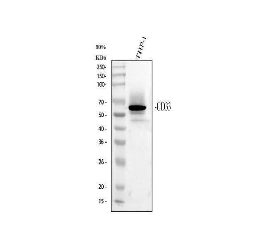 Anti-CD33 Antibody Picoband® Boster Bio