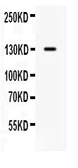 Anti-CDCP1 Antibody Picoband® Boster Bio