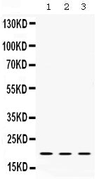 Anti-Alpha A Crystallin/CRYAA Antibody Picoband® Boster Bio