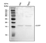 Anti-GIP Antibody Picoband® Boster Bio