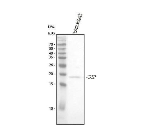 Anti-GIP Antibody Picoband® Boster Bio