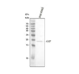 Anti-GIP Antibody Picoband® Boster Bio