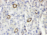Anti-ISG15 Antibody Picoband® Boster Bio