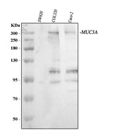 Anti-MUC3/MUC3A/MUC3B Antibody Picoband® Boster Bio