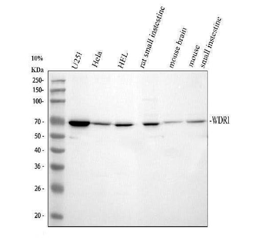 Anti-WDR1 Antibody Picoband® Boster Bio