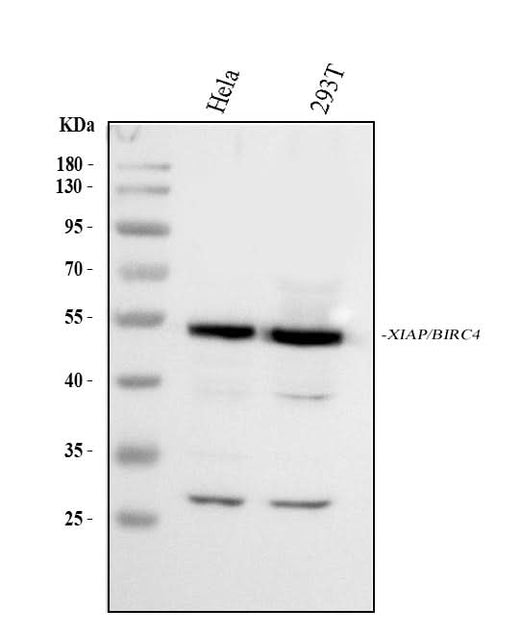 Anti-XIAP Antibody Picoband® Boster Bio