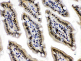 Anti-CRM1/XPO1 Antibody Picoband® Boster Bio