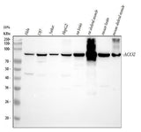 Anti-Aconitase 2/ACO2 Antibody Picoband® Boster Bio