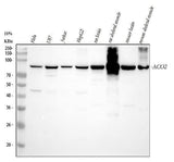 Anti-Aconitase 2/ACO2 Antibody Picoband® Boster Bio