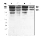 Anti-ADAR1 Antibody Picoband® Boster Bio