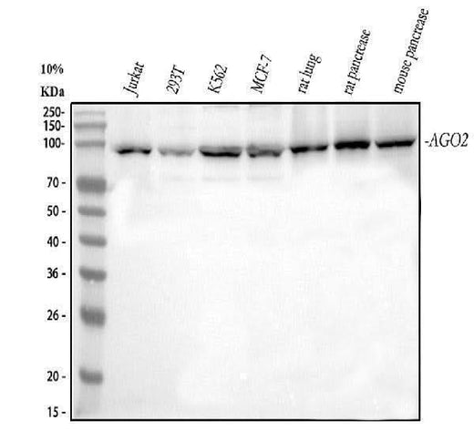 Anti-Ago2/eIF2C2 Antibody Picoband® Boster Bio