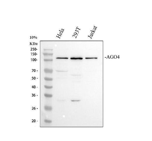 Anti-Argonaute 4/AGO4 Antibody Picoband® Boster Bio