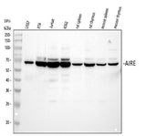 Anti-AIRE Antibody Picoband® Boster Bio