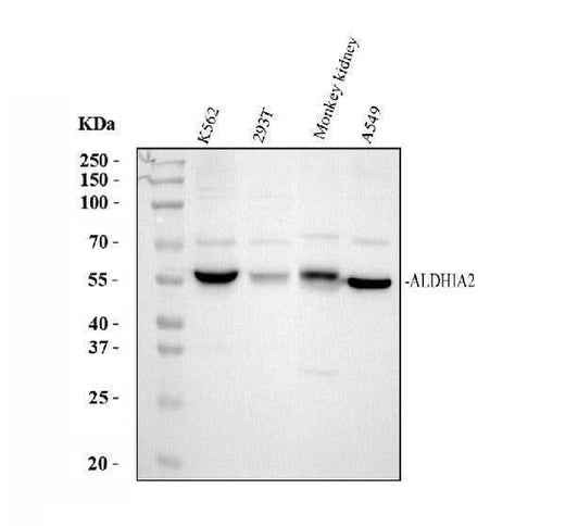 Anti-ALDH1A2 Antibody Picoband® Boster Bio