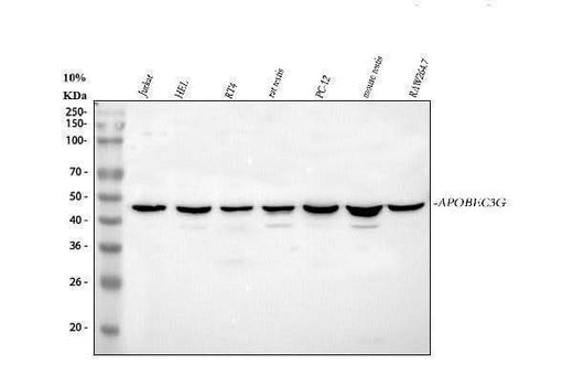 Anti-APOBEC3G Antibody Picoband® Boster Bio
