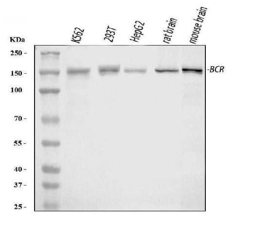 Anti-Bcr Antibody Picoband® Boster Bio
